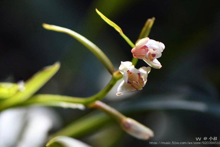 花城广州宽叶兰