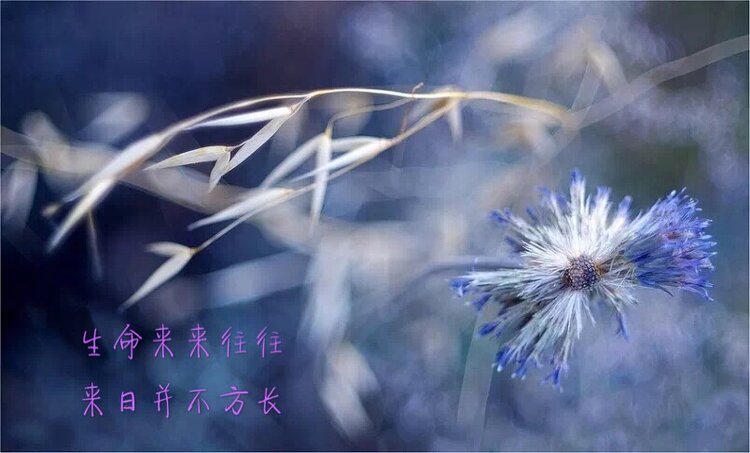 冬日艳阳
