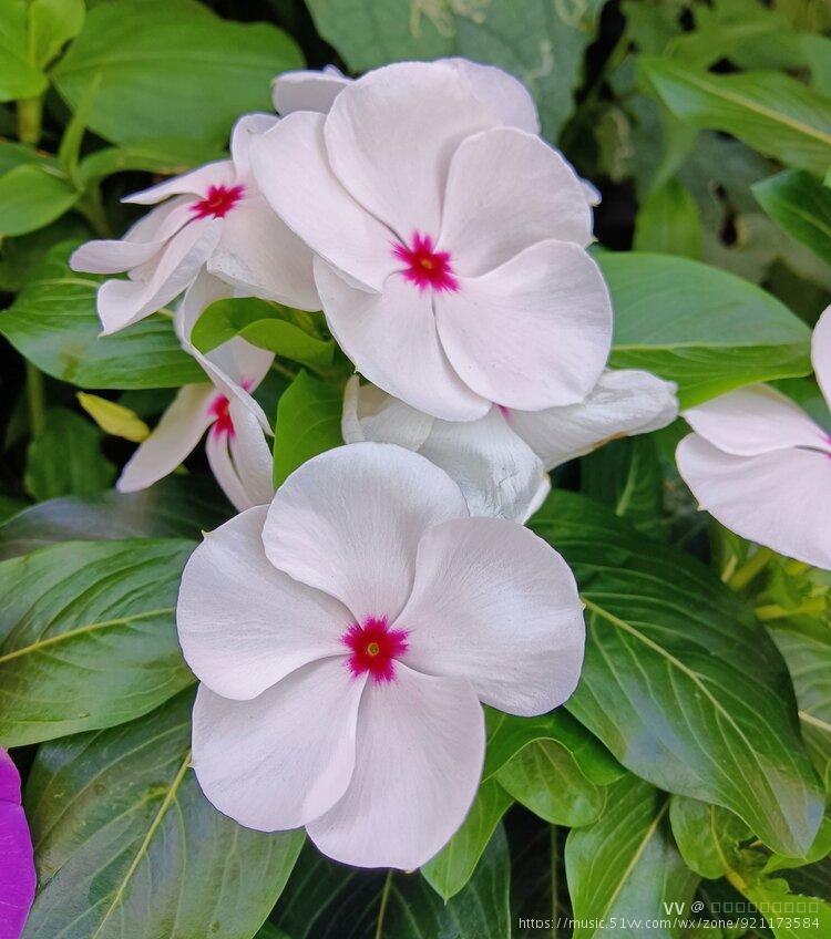 白色长春花【首发】