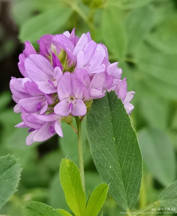 苜蓿花的花语:幸福与希望.苜蓿垂花紫满畦.