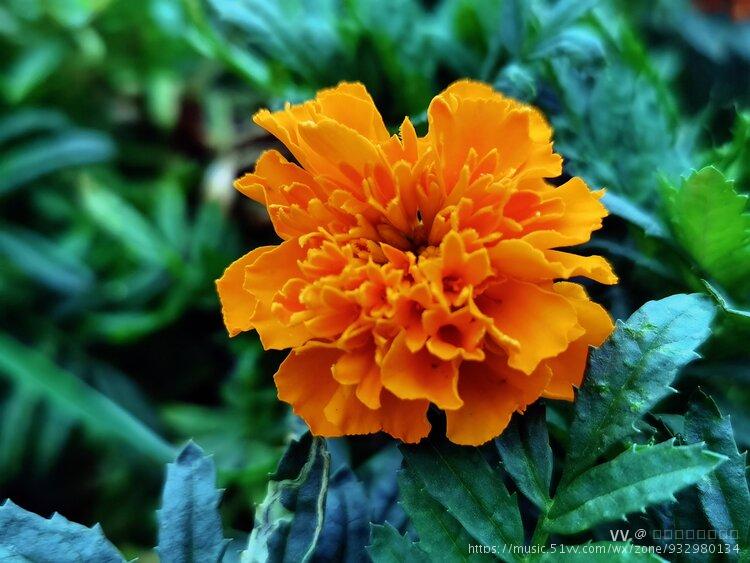 孔雀草～阿联酋国花