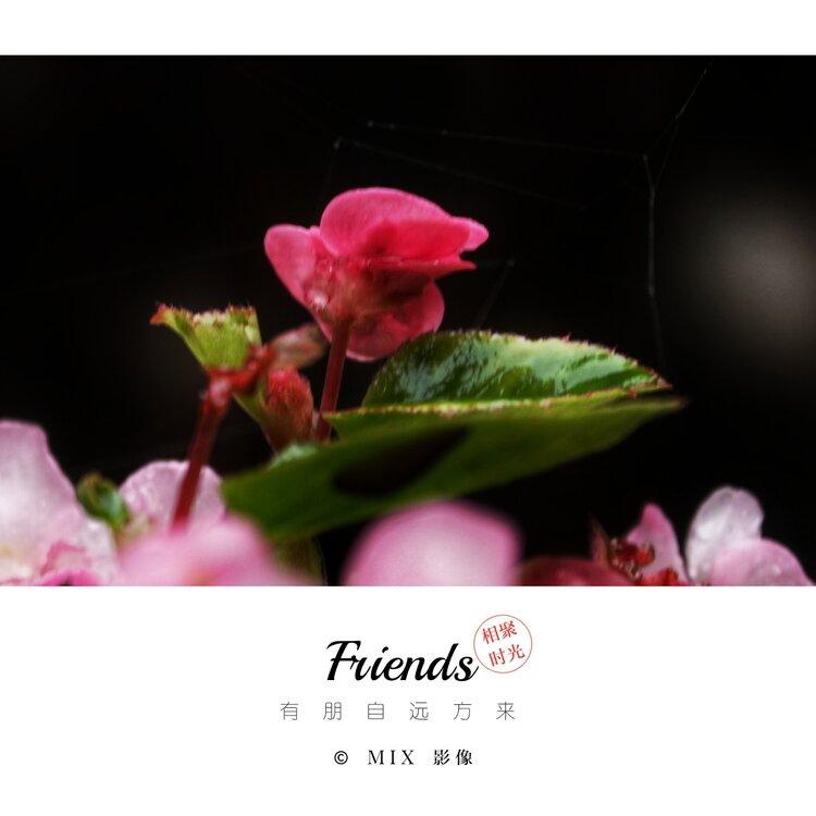 雾中花【美摄视界】