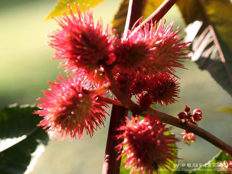 花城廣州紅篦麻