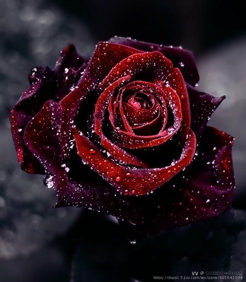 玫瑰花图片唯美伤感图片