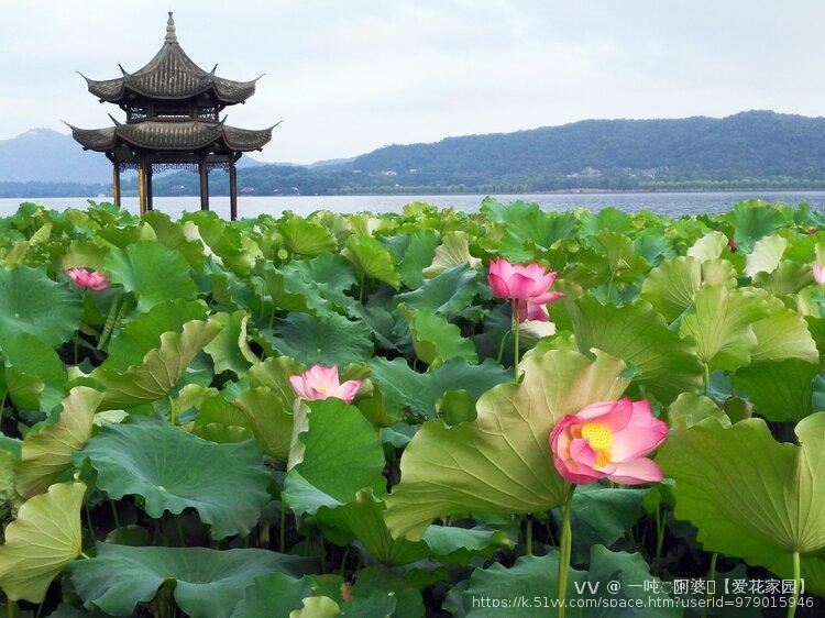 一吨◌ོ阿婆ꦿ【爱花家园】