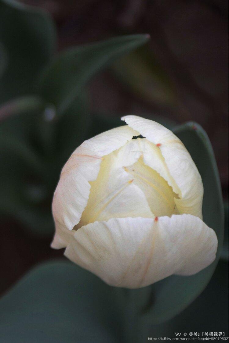 美美🍃【美摄视界】