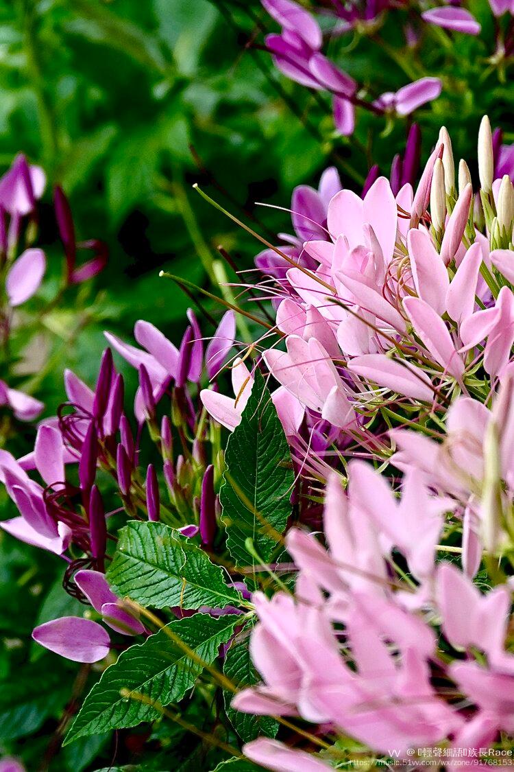 一花多色引醉蝶西洋凤蝶草首发