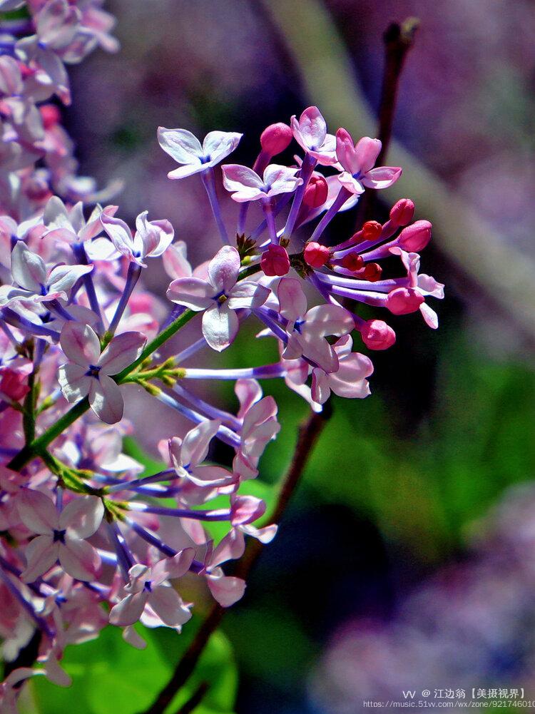 一团紫玉丁香结