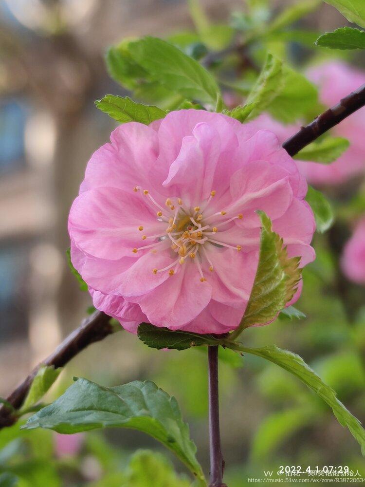 红花须得绿叶陪榆叶梅