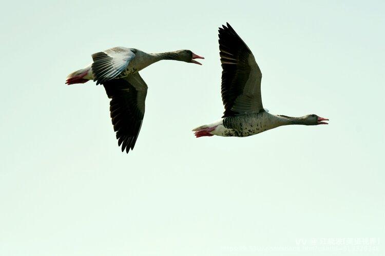 灰雁与鸿雁