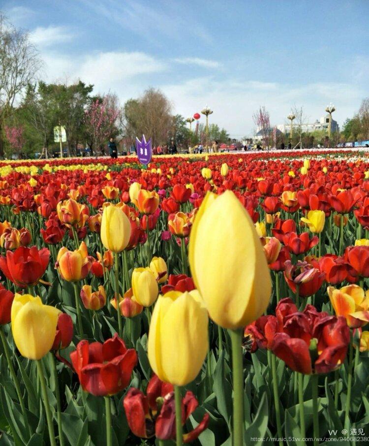 新疆五家渠郁金香