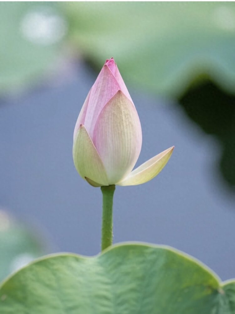 小浅🎤V娱热点