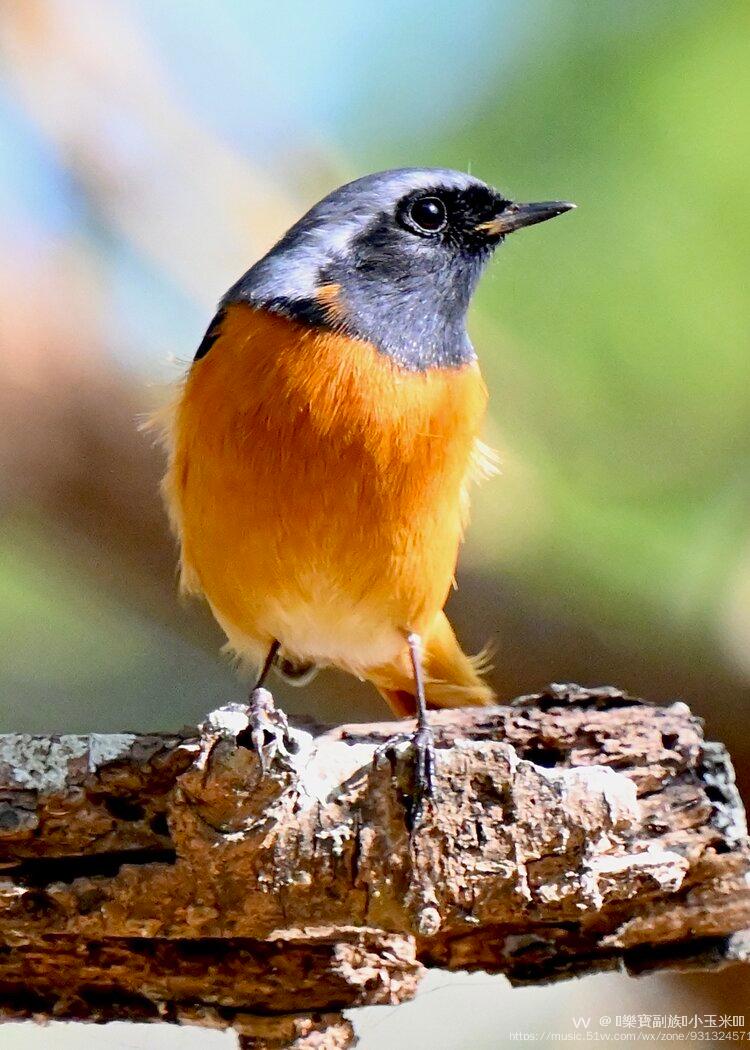 俏丽甜心黄尾鸲