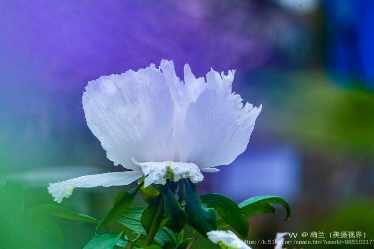 梅兰（美摄视界）