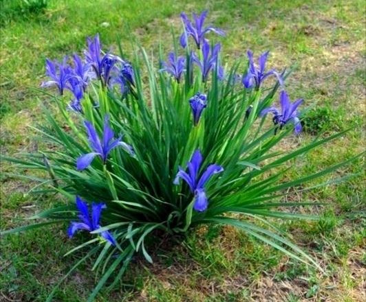 马兰花马兰花图片