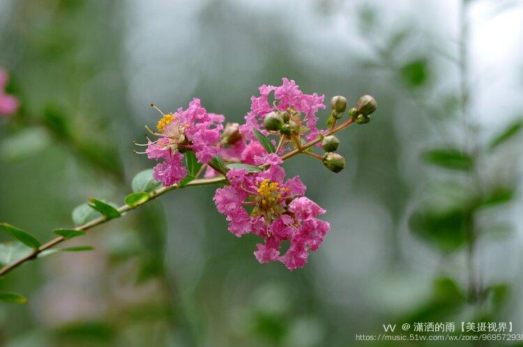 獨佔芳菲當夏景,名目雖同貌不同;紫薇花對紫微翁,【唐】白居易紫薇花