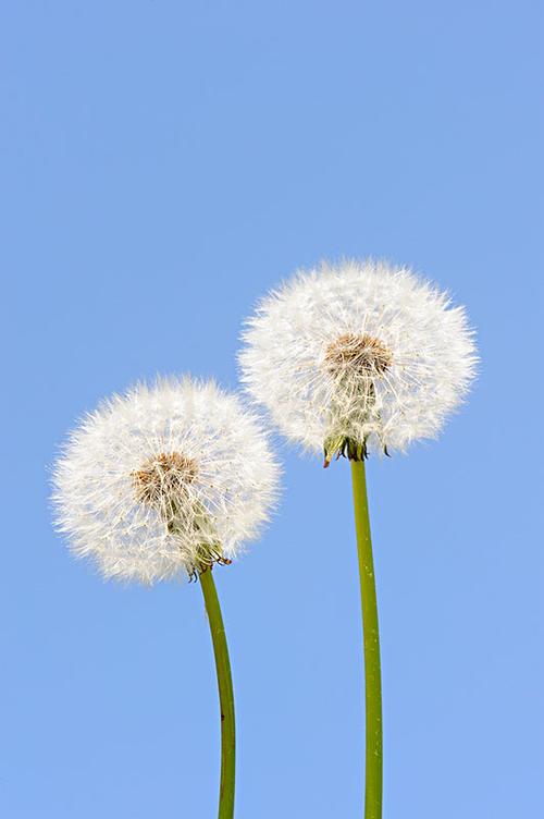 雪像芦苇的花絮蒲公英的花絮看着它们飘逸背影渐渐远行它们各个都打着