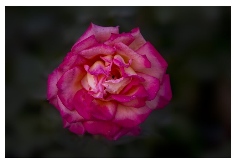 似水流年【美摄视界】:月季花开香满园(首发) - vv