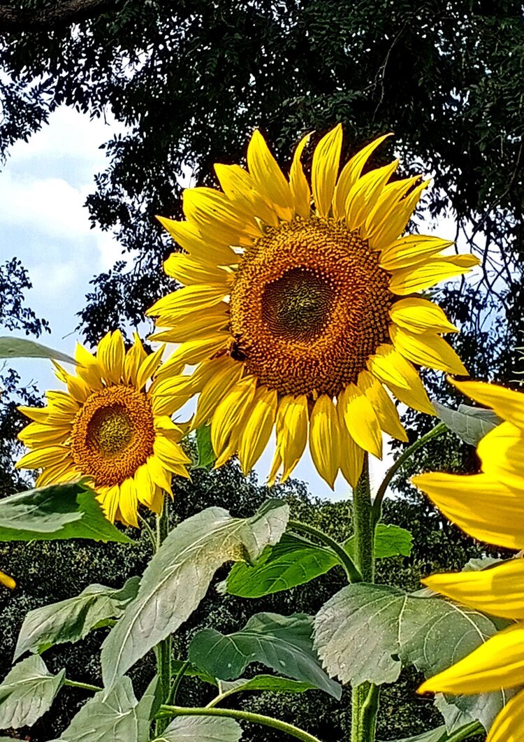 葵花朵朵向阳开