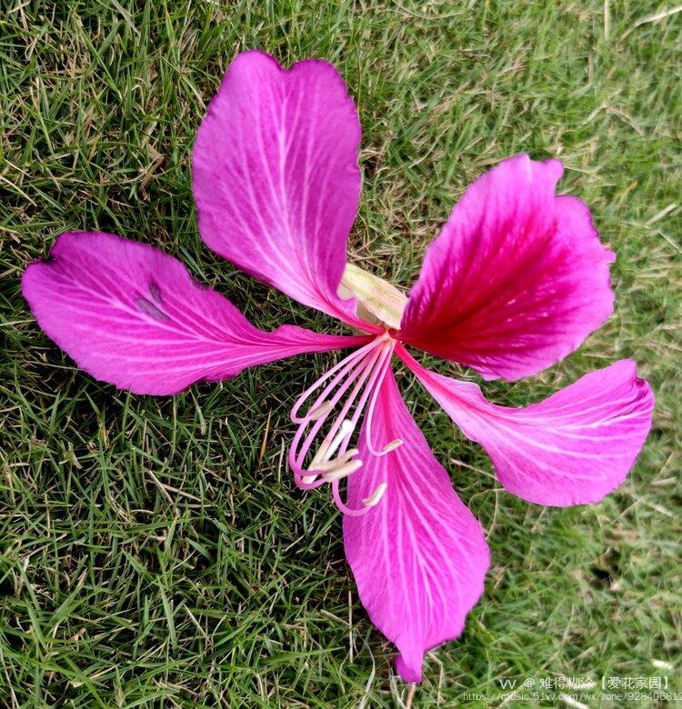 紫荊花開別樣紅vv首發