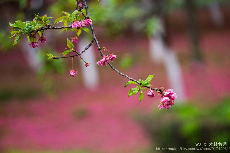 首發花謝花飛