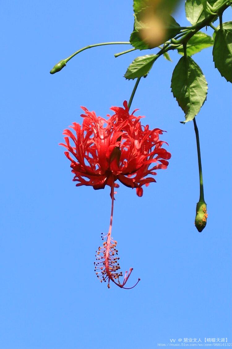 盆栽扶桑是布置节日公园,花坛,宾馆,会场及家庭养花的最好花木之一.