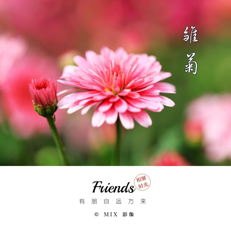 阿东[爱花家园]