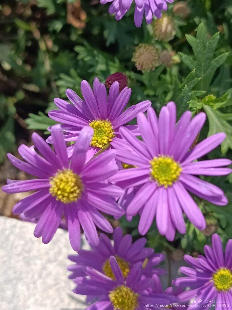 荷兰菊花语是活动荷兰菊之所以会有活动这样的花语,是起源于宗教.