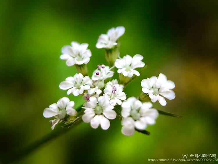 蜘蛛香草药图片