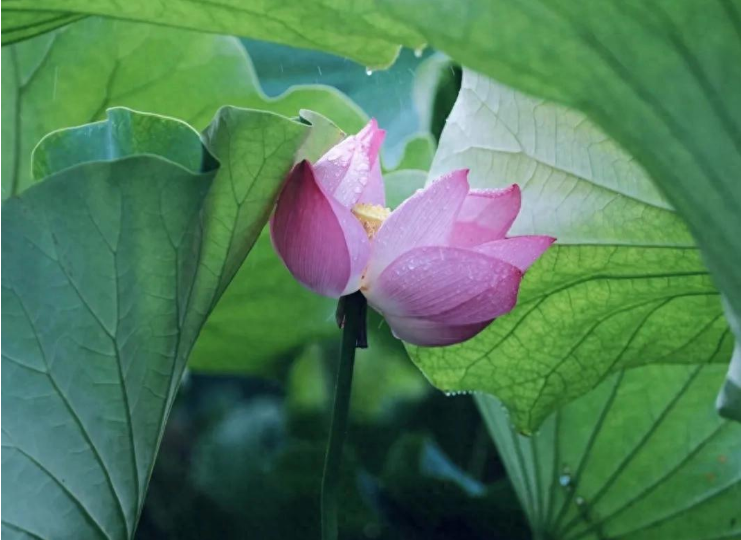 小浅🎤V娱热点