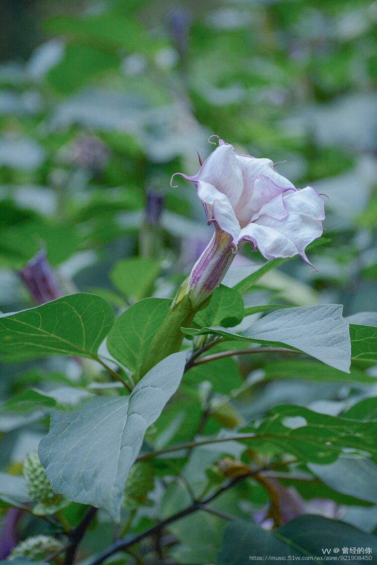 洋金花正开花时图片图片