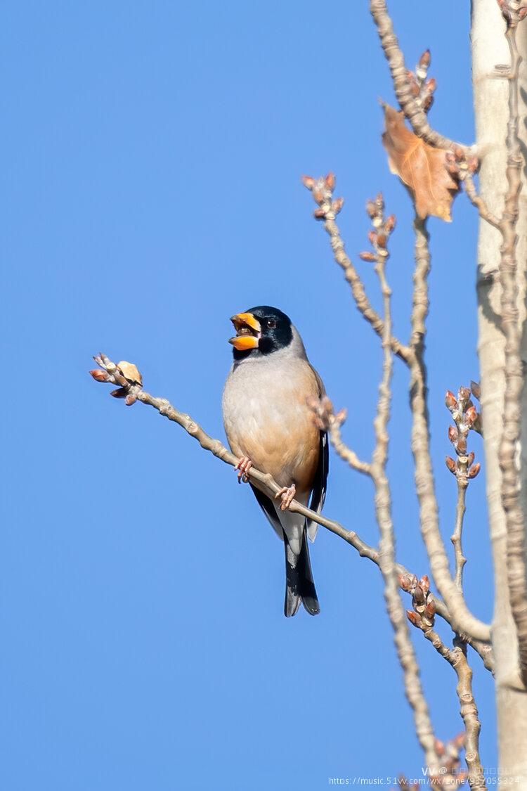 首发黑尾蜡嘴雀
