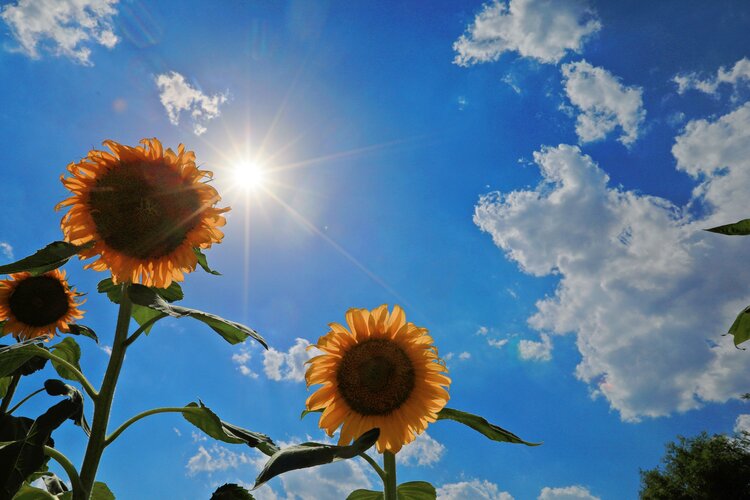 葵花朵朵向太阳