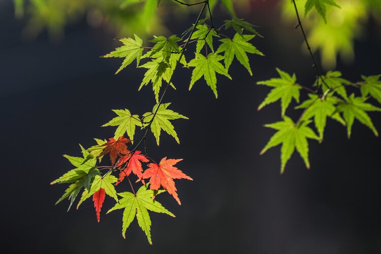 雨后阳光【情暖天涯】
