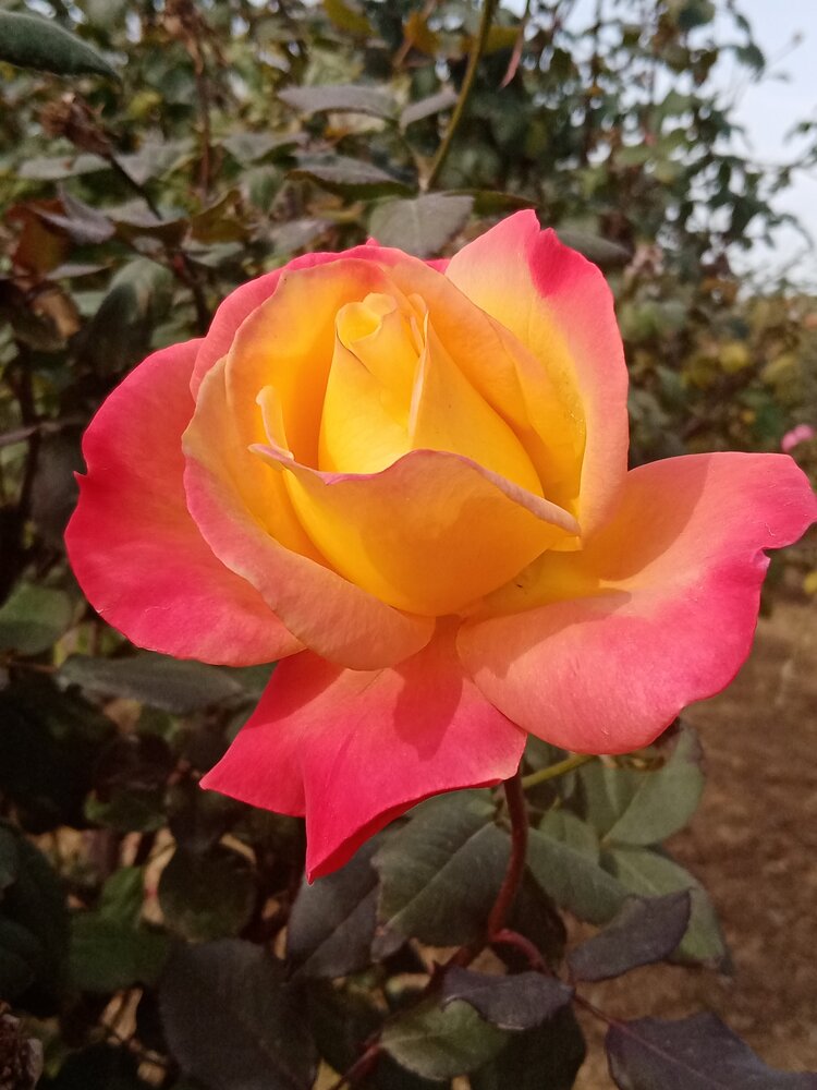 初冬月季花更艳