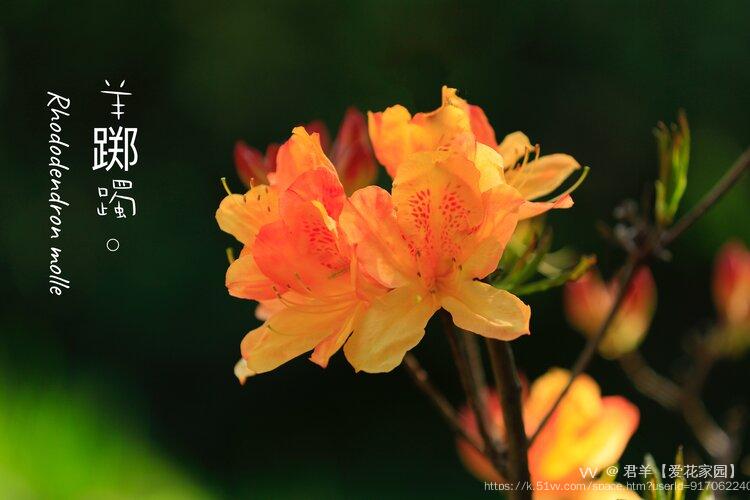 君羊【爱花家园】