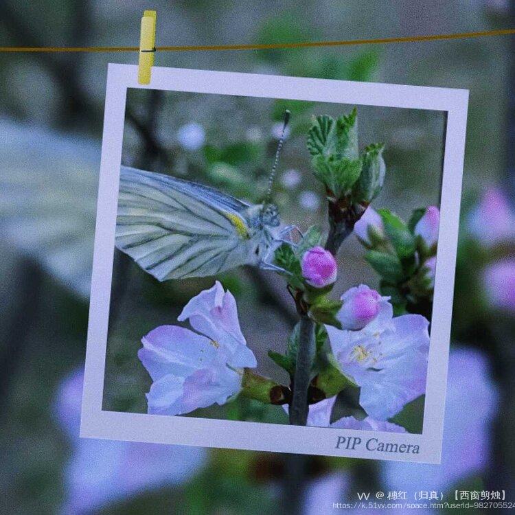 穗红（归真）【西窗剪烛】