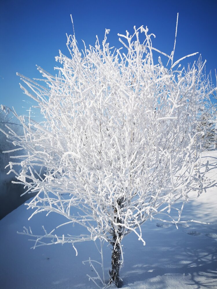 北方冬季树挂的图片图片