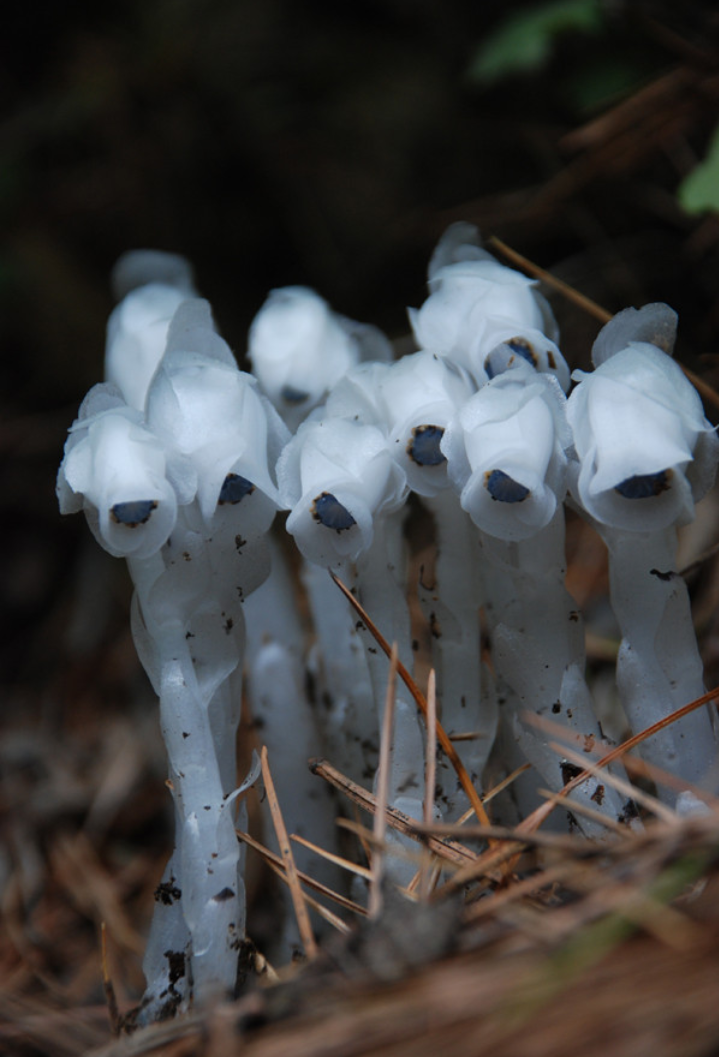 水晶兰   通体都是白色  像招魂的白无常   阴深恐怖  非常吓人   被