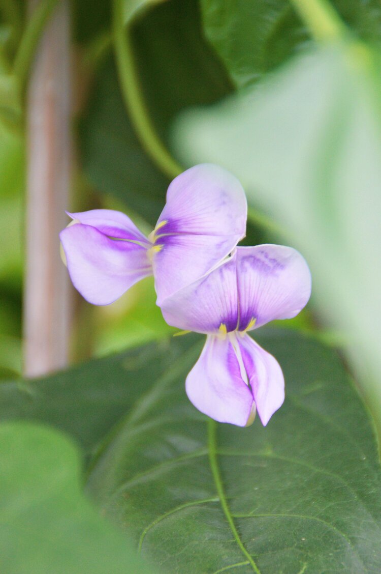 豆角花首发