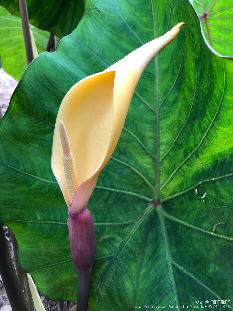 এ᭄初ོོྂཾ࿆晓ོྂཾ࿆࿐