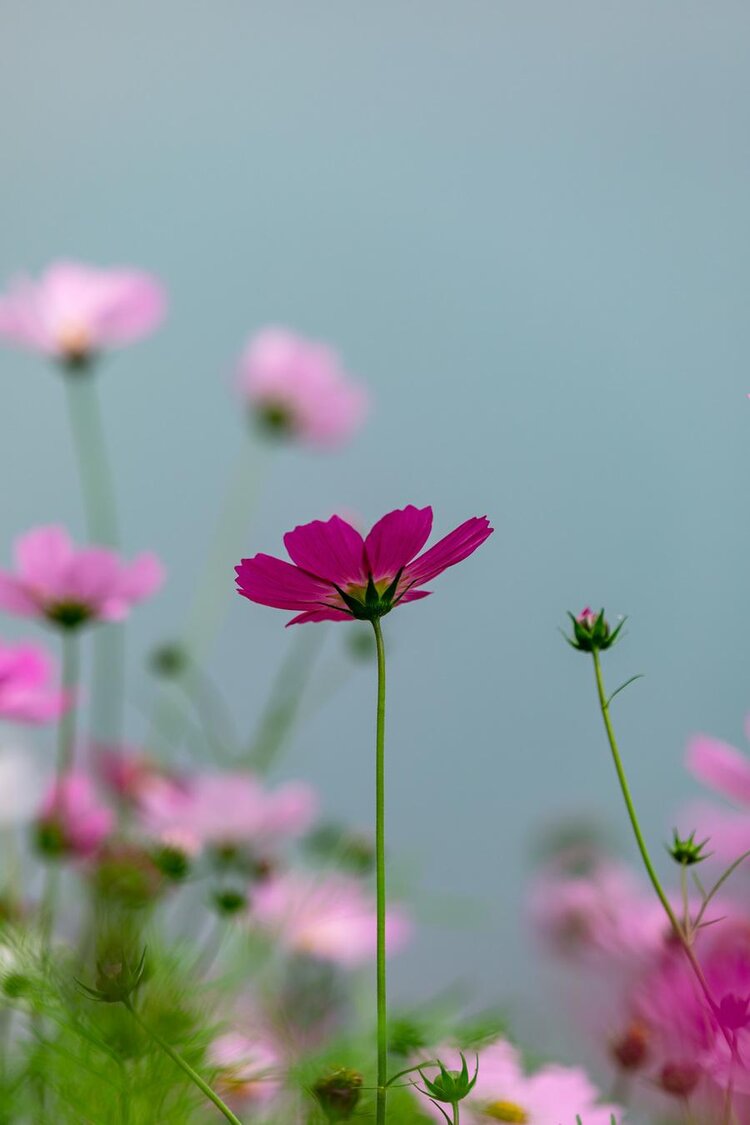 一朵格桑花图片 唯美图片