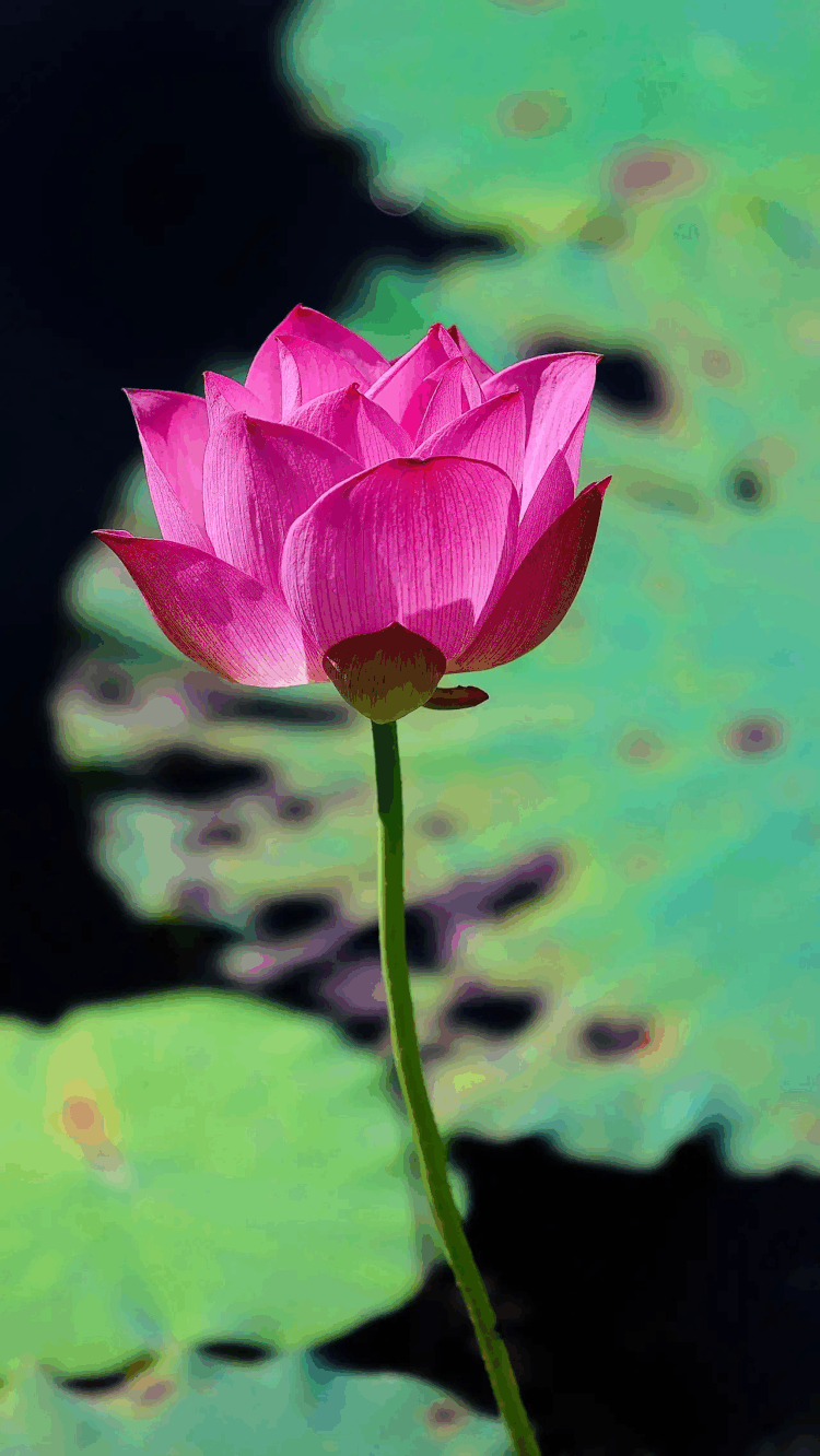 【西窗剪烛】诗群文友老师(排列不分顺序)配文音乐:青莲花图片来源