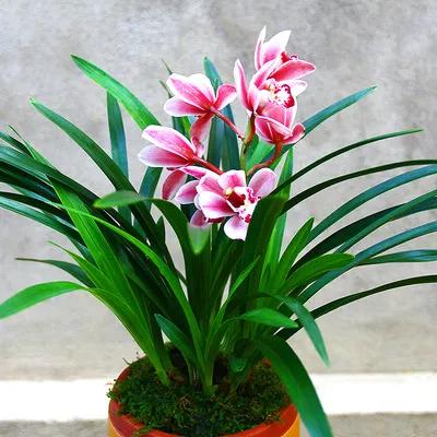 小浅🎤V娱热点