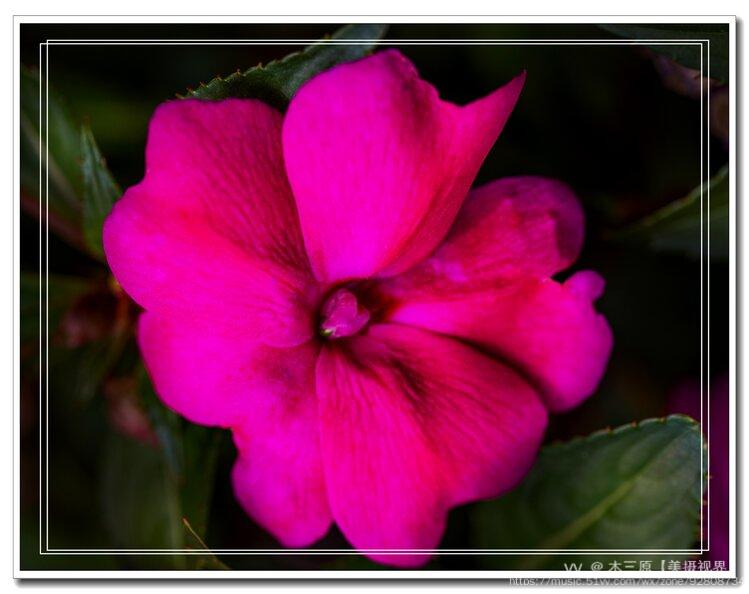 鸭跖草状凤仙花