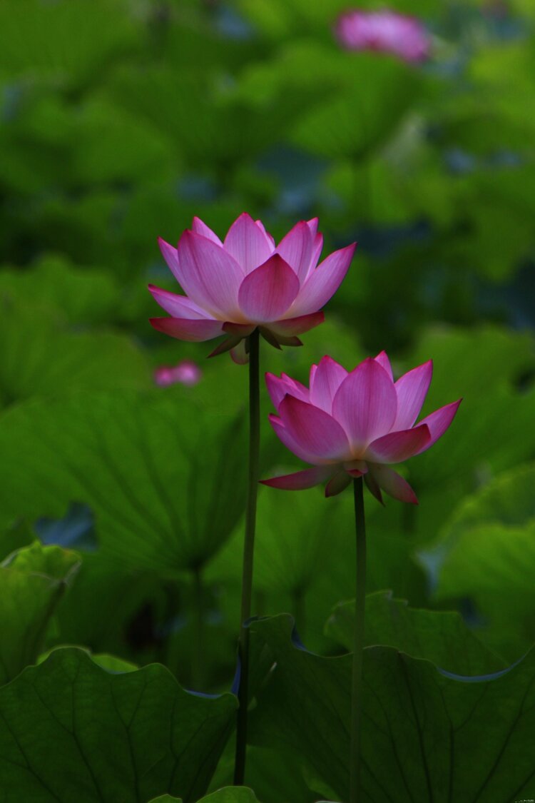 夏日景色