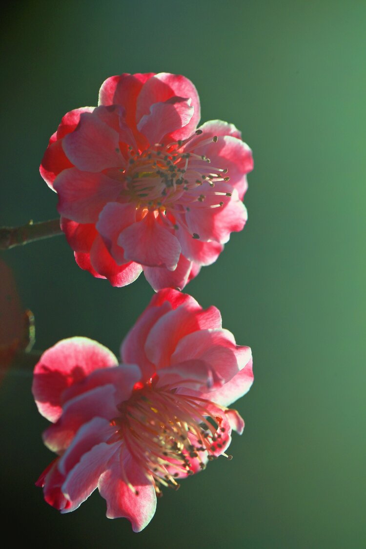 红梅花儿开