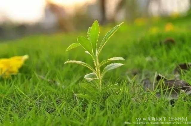采菊东篱下【兰亭雅韵】