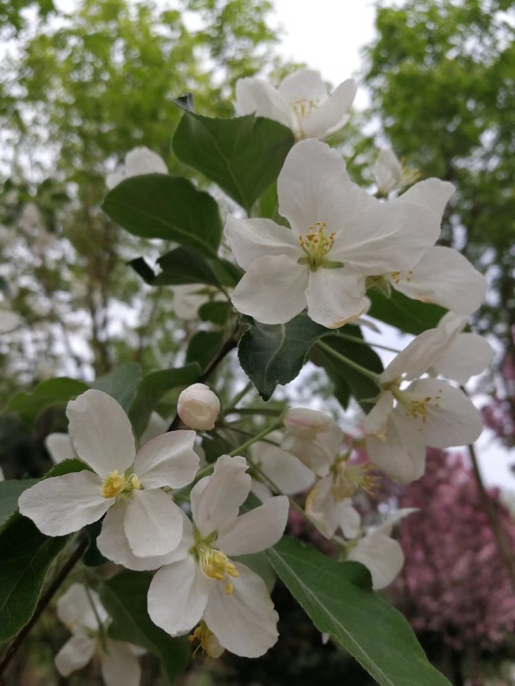 海棠花金银花校园黄花
