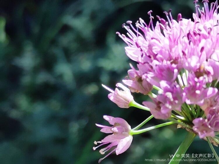 山韭菜花首發